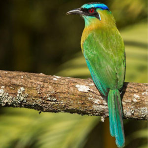 avistamiento-aves-en-el-retiro